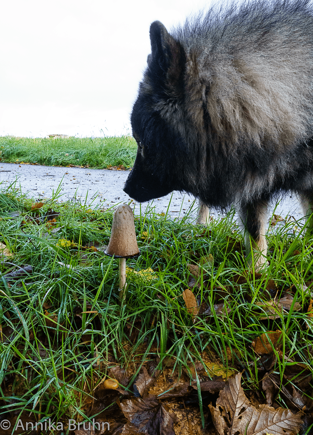 Q beschnüffelt einen Pilz
